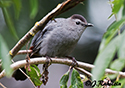 Dumetella carolinensis